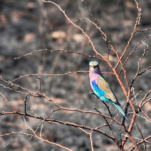 LilacBreasted Roller Bird