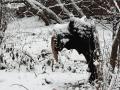 Причудливая фотография