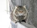 Красивые кошки