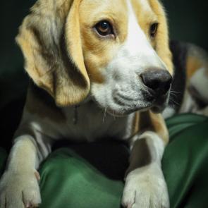 : The Beagle