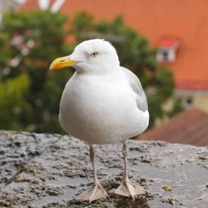 : seagull