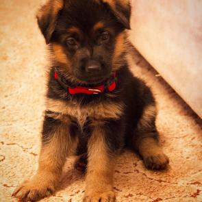 : German Shepherd puppy