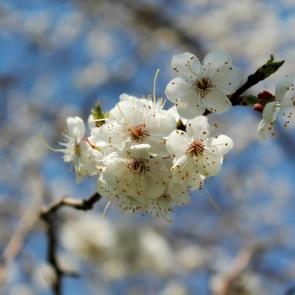 : Fleur de cerisier