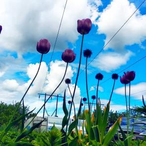 : sky and flowers