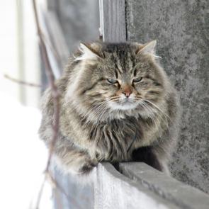 : Angry cat