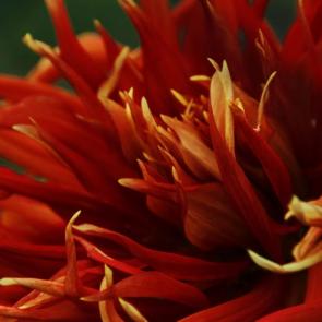 : Red flower