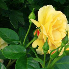 : yellow rose
