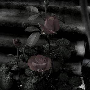 : dark rose