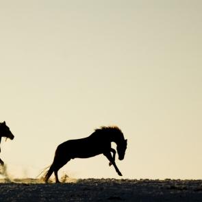 : running horses