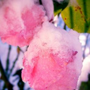: frozen rose
