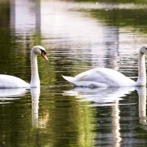 : A Swans