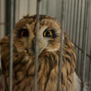 : Lovely owl