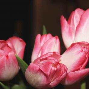 : Tulips