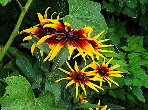 �������� �����������