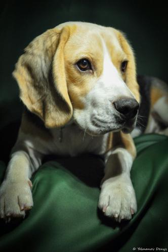 The Beagle