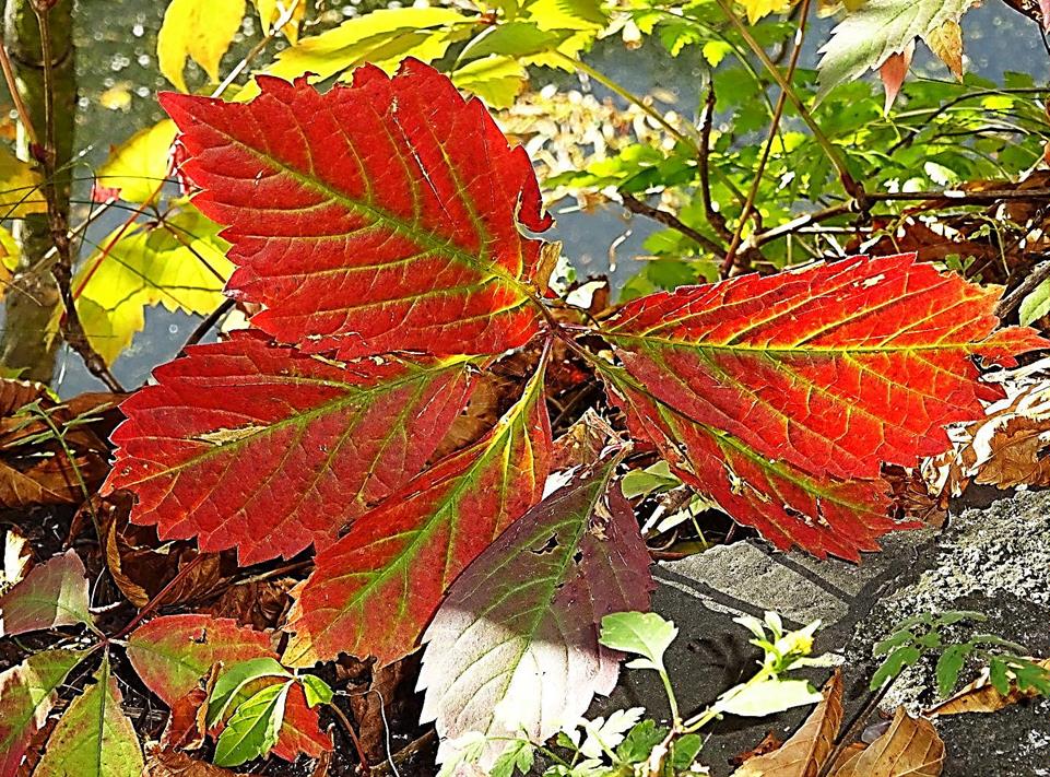 Осенний Каштан Фото