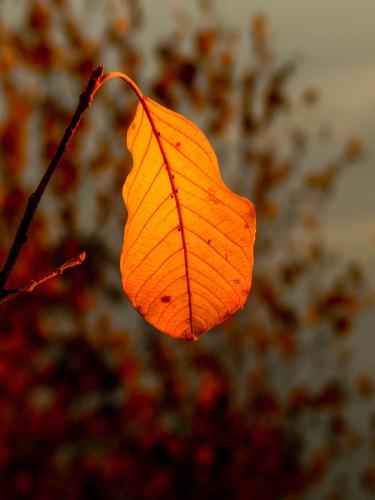 autumn leaf