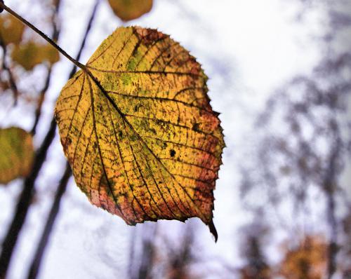 ���������� �����