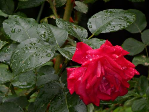 ����� ����� �������