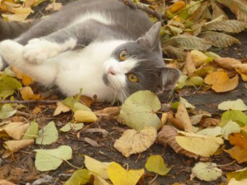 ������� ���������