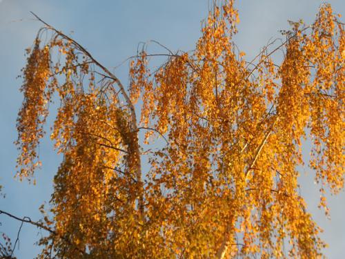 ������� �����