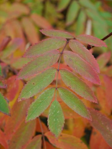 ������ �����