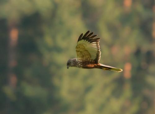 ������� �������