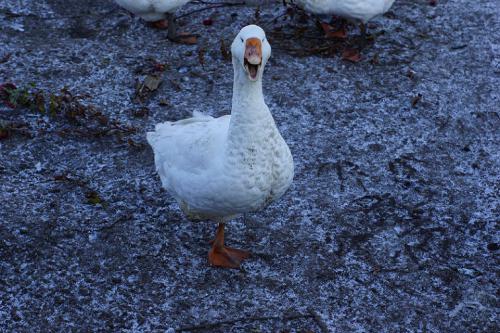 ������ ��� � ����