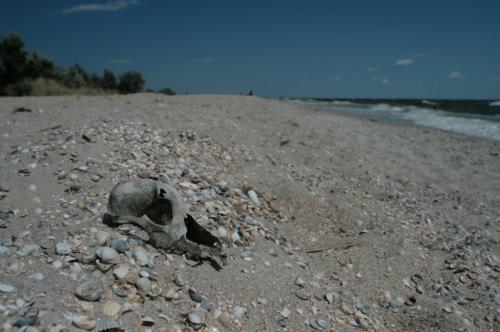 ������ �����