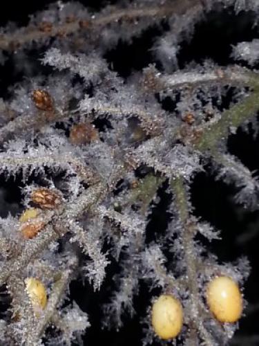 ����� ����