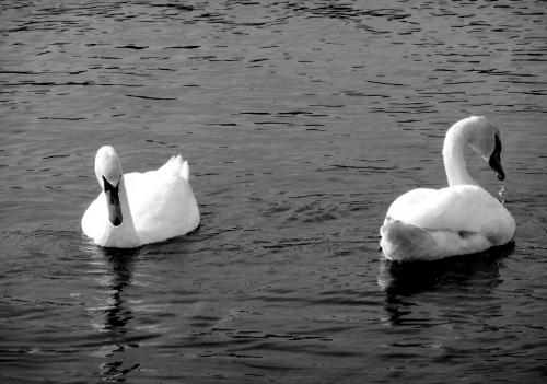 ��������� �����