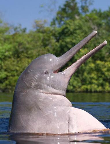 Амазонский дельфин фотоальбом автора Kiska альбом фотографий серия фото  номер 1076 на ФотоПризер