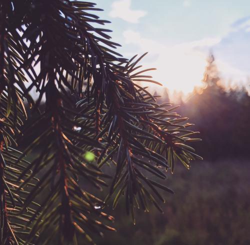 ����� ����� �����