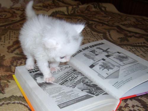 ���� ��������