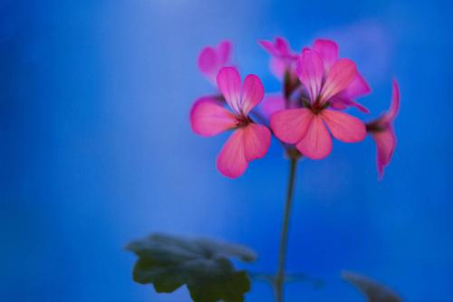 Geranium on blue