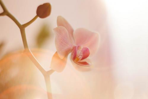 Soft Orchid 2
