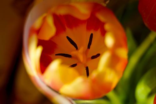 Tulip