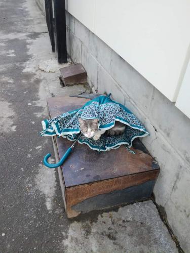 кот под зонтом