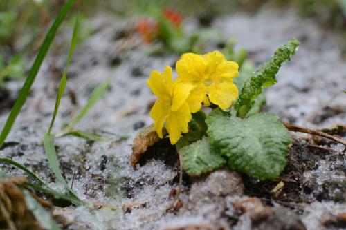 ������� ����