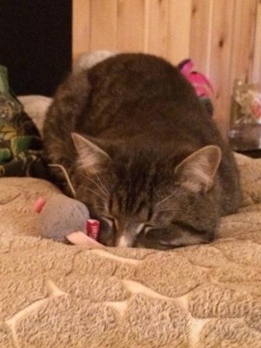 ������� ���������