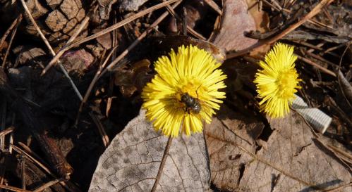 ������ �������� 