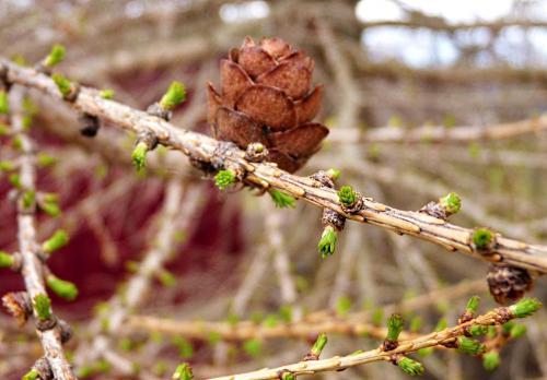 ������� �������