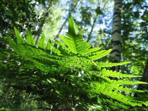 ���� �����������