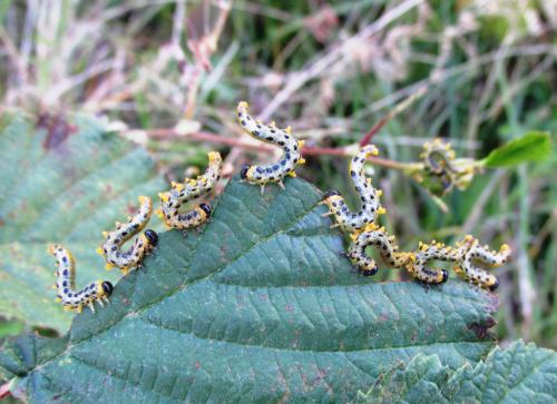 �������� ����������