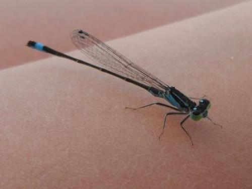 ��� ����� �������