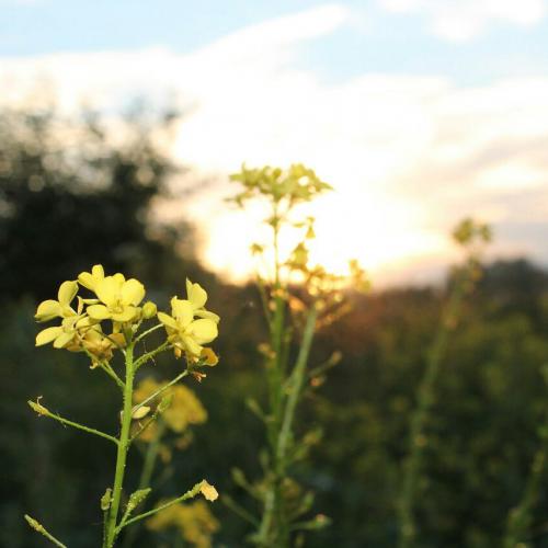 ����� ������