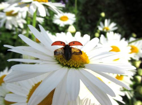 � ����� �����