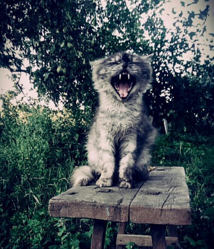 ������� �������