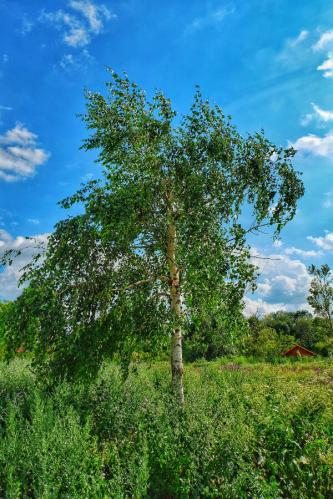 �������� �����