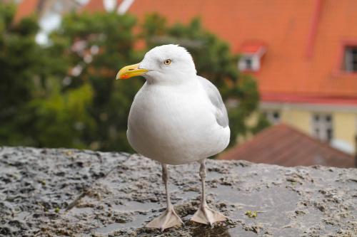 seagull